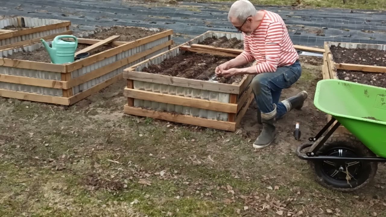 Nyt kylvetään. onkohan liian aikaista????