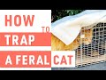 How to Trap a Feral Cat | TNR Program
