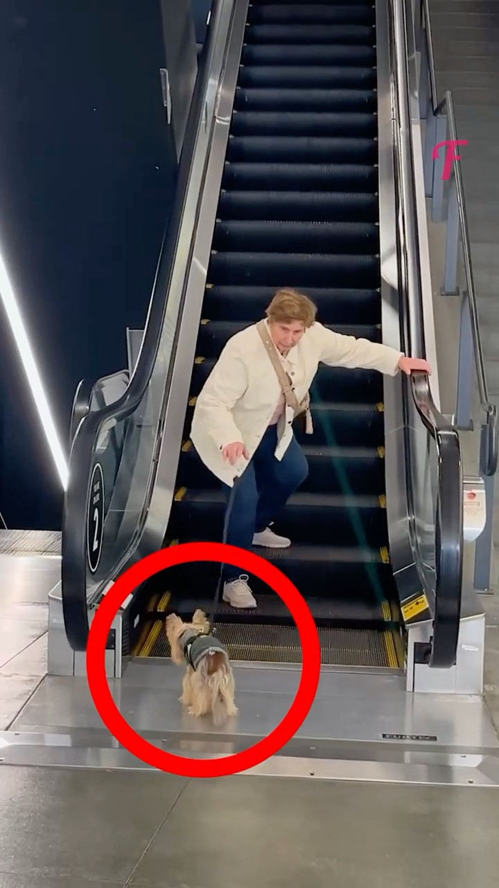 A Woman Thought She Lost Her Dog When the Leash Slipped! #shorts #dog