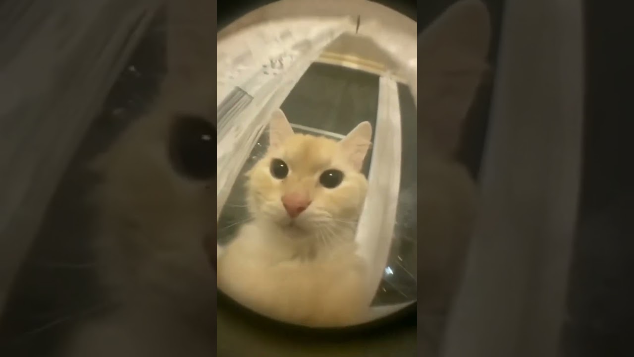 Cat screams into camera - terraria sound effect