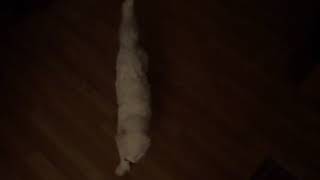 This cat is weird