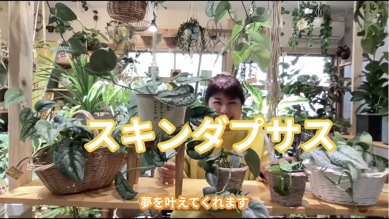 スキンダプサスの魅力と育て方 [ 福岡 糸島 観葉植物 & 雑貨 店 ]