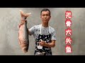 【貓叔食堂】順德菜無骨大頭魚的做法，魚肉沒有一根骨刺你相信嗎？吃魚跟吃豆腐一樣