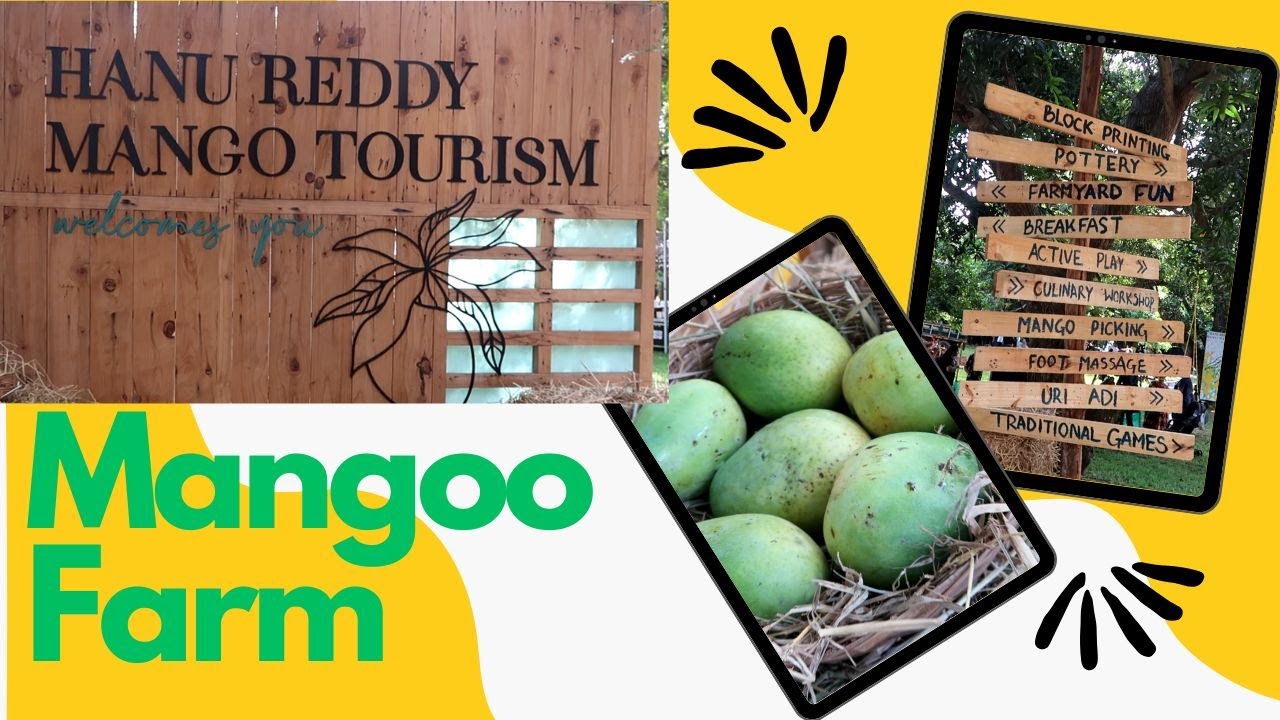 Mango Farm | Hanu Reddy Mango Farm | Farm Festival | Mango Tourism ...