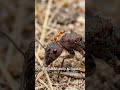 The First Ever Insect "Car Wash" Found! 🐜🧼 #nature #ants #discovery