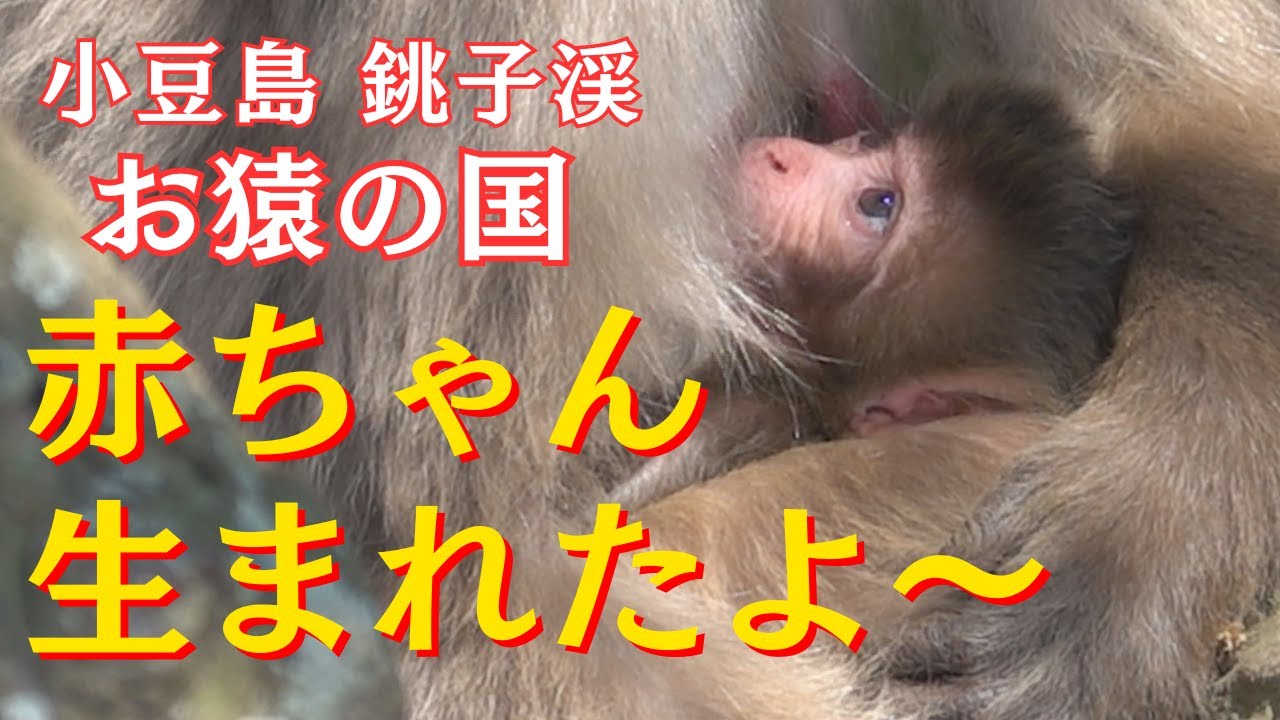 かわいい赤ちゃんザル生まれたよ～　小豆島 銚子渓 自然動物園 お猿の国 【モンキーパーク】