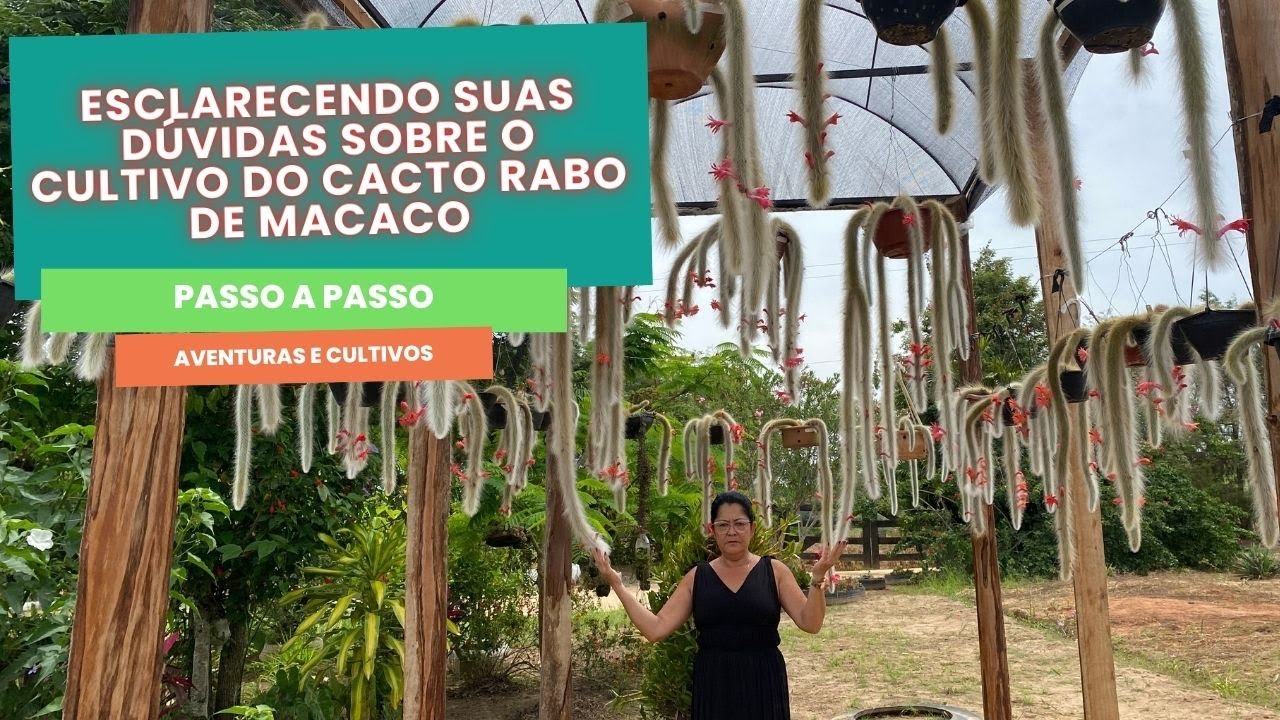 Esclarecendo Suas Dúvidas Sobre o Cultivo do Cacto Rabo de Macaco