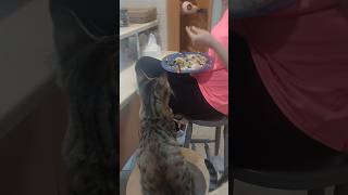 My Cat Has Better Manners Than My Guests!🐱👑