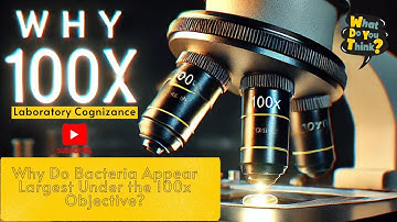 Why Do Bacteria Appear Largest Under the 100x Objective? | Microscope Tips for Lab Beginners