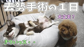 初手術でぐったりなチワワとトイプードル先住犬の不安な1日