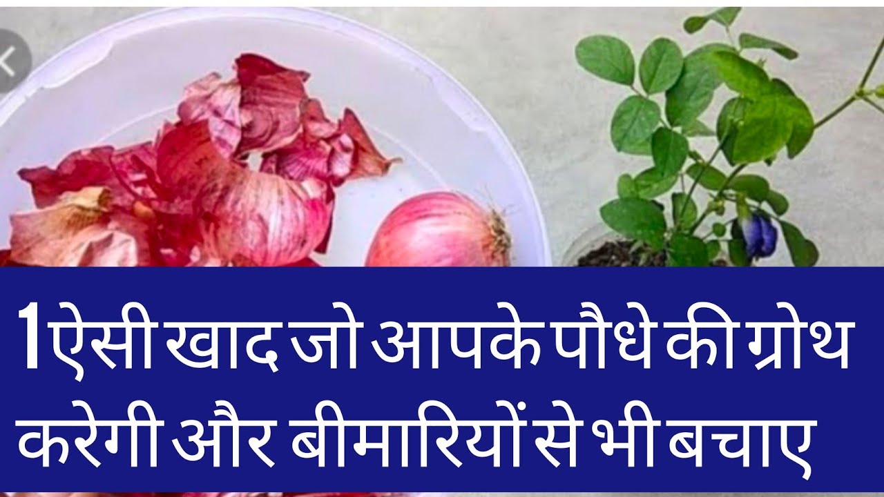 Onion peel fertilizer, Onion fertilizer,Pyaj se khad kaise banaye 