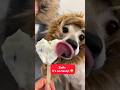 🍦 Какая гадость…эта ваша frozen рыба 🐟#8марта #iwd #dog #прикол #tasty #icecream #мороженое #prank