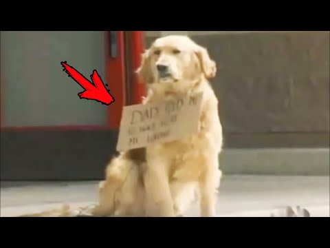 Video: Naeratavad koerad