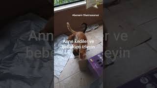 #cat #kedi #kittens #funnycats #kesfetedüş #Anne kediler ve bebekleri