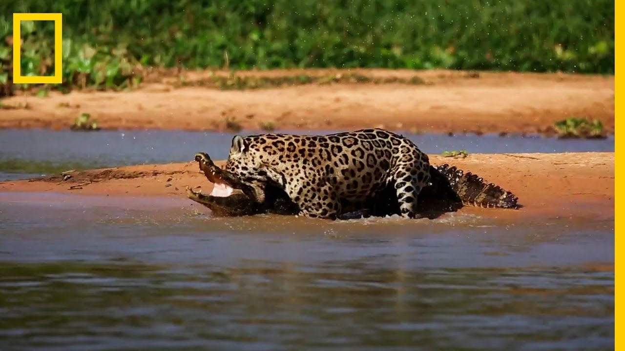 Jaguar ataca a un CAIMAN ¡IMPRESIONANTE! National en YouTube