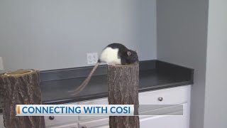 Connecting with COSI: Rats