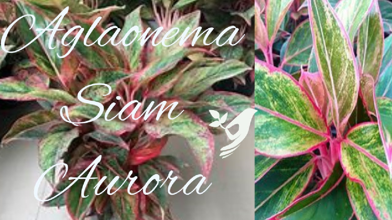 codiaeum croton mammy plant Mammy Croton