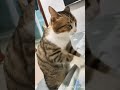cute cats funny videos 🤣#cat #shorts #trending
