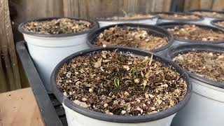 Side yard pumpkins and peppers!!!! 🎃 🌶️