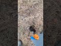 #металлоискатель #металлокоп #мд #металлоискатель #6450 #коп