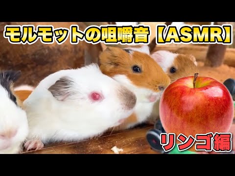 【長崎バイオパーク】モルモットの咀嚼音ASMR【リンゴ編】 guinea pig chewing sound