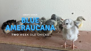 Blue Ameraucana: 2-Week-Old Chicks