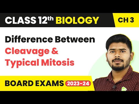 Видео: Difference Between Cleavage And Cell Division