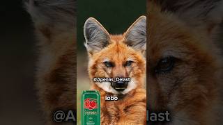 LOBO DO GUARANÁ? #Lobo #raposa #natureza #curiosidades