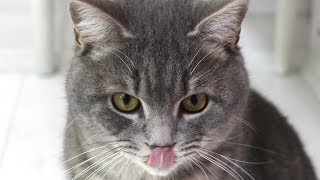 Голодный кот Макс и собака Алиса Голодный кот Макс и собака Алиса