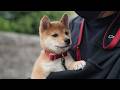 生後2ヶ月の柴犬を初めて外の世界に連れて行ったら怖くて震えてしまいました