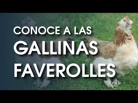 Video: ¿Son buenos los gallos faverolle de salmón?