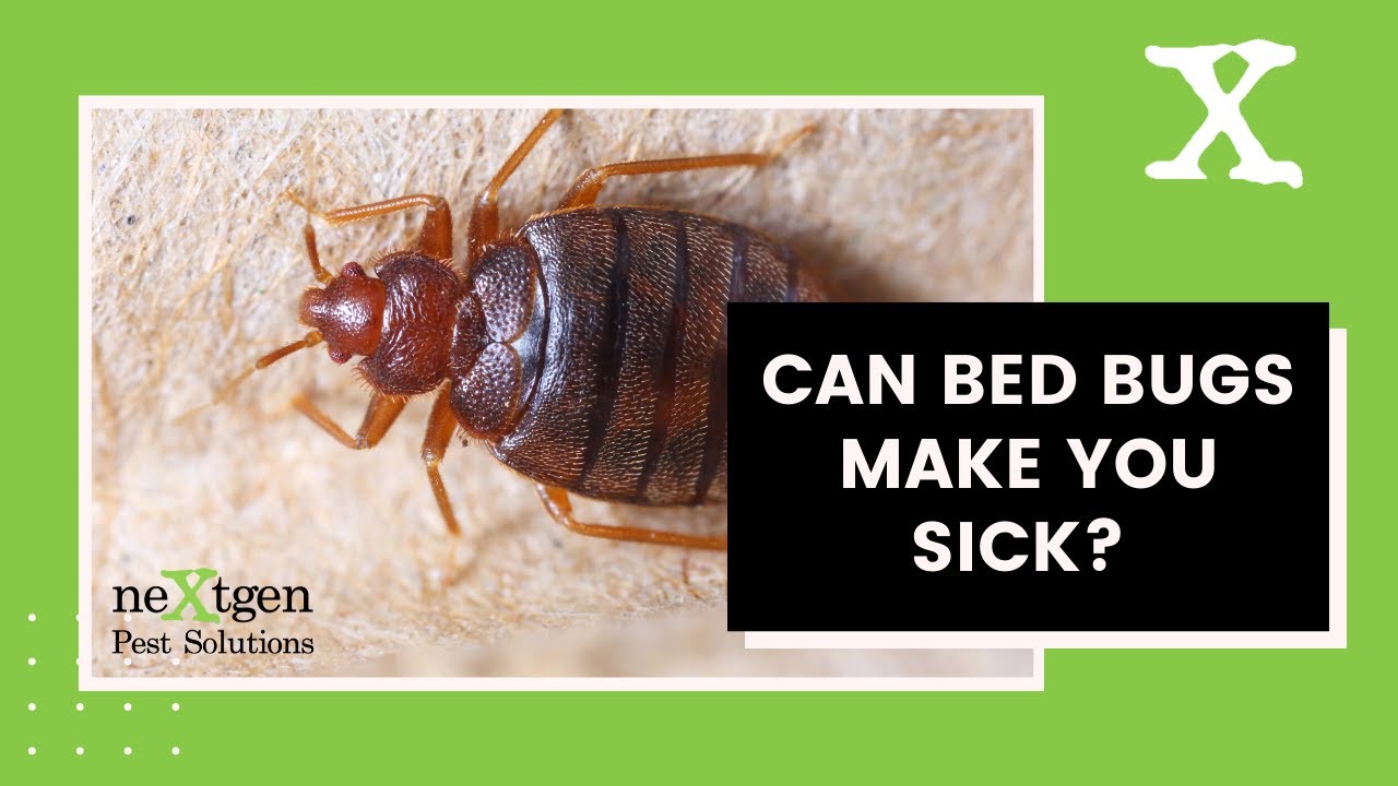 Can Bed Bugs Make You Sick?