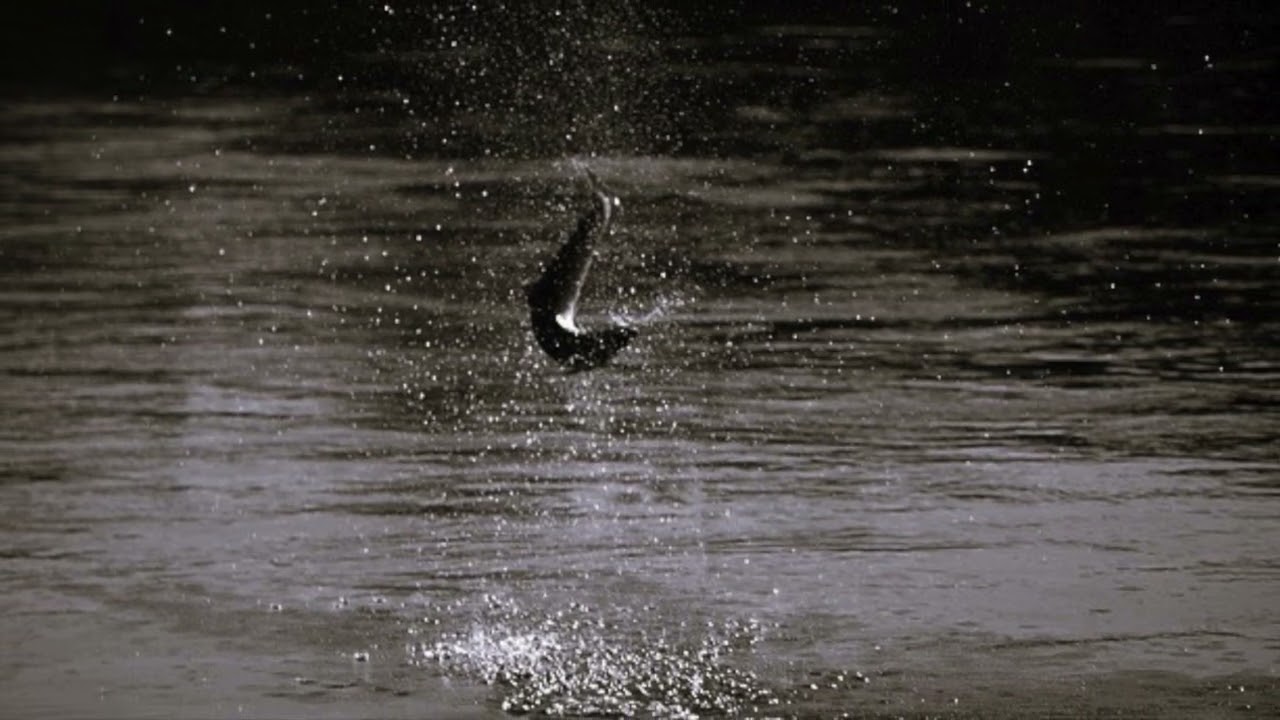 Kollajanniemi - Jore Siltala