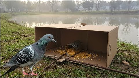 Simple quick pigeon trap made from cardboard boxes - easy creative bird traps