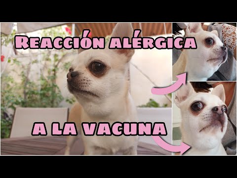 Video: Síntomas Después De Vacunas De La Rabia Del Perro