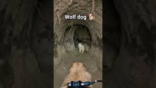 #DogAdventure #PetPOV #DogsOfInstagram #CuteDog #AnimalPOV #DogLover #PetLife