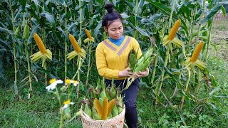 Harvesting Corn goes to the market to Sell - Cooking - Cattle care | My Free Life