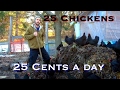 25 chickens  25 cents a day and they make tons of compost