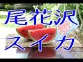 尾花沢スイカ通販。西瓜のお中元ギフトに。山形県産で真夏のすいか生産量日本一！Obanazawa Suika Japanese watermelon