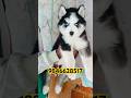 Husky puppies available in kerala #shorts