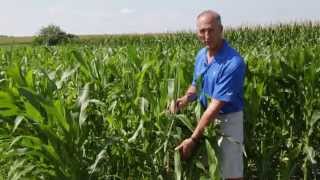 Hail Recovery in V12 Corn
