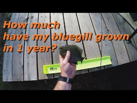Video: Cât de repede crește bluegill?
