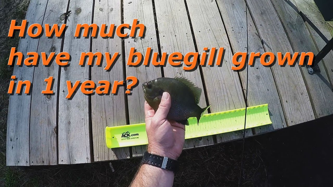 How Much Have My Bluegill Grown In 1 Year?