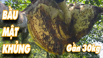 LẤY 2 TỔ ONG KHOÁI CÓ BẦU MẬT KHỦNG TRÊN CÂY ĐA CỔ THỤ - LANG THANG NÚI RỪNG