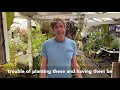 CalCarn Guide to Growing Carnivorous Plants from Seed Part 1