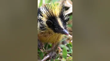Discover the Fascinating World of Tenrecs: Unusual Facts and Behaviors