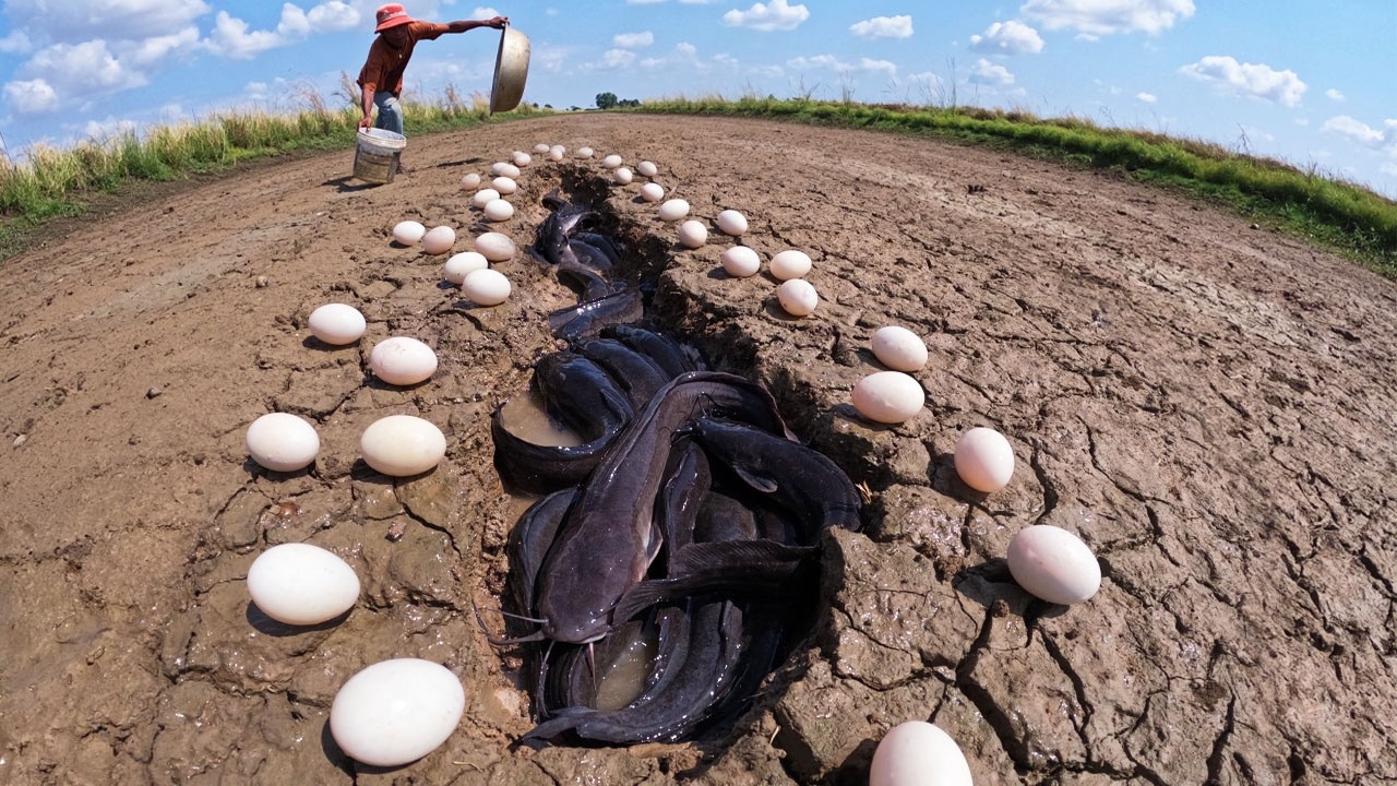Wow Skills Fishing! Catch a lot of fish and pick eggs in pool in rice field at dry season by hand