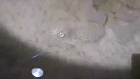 Cá Chốt Vàng vật nuôi mới thích hợp thả vào ao tôm sau thu hoạch