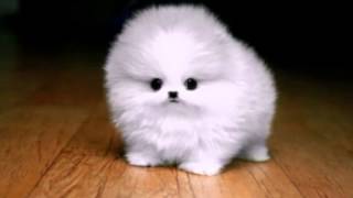 Happy Birthday! - Funny Birthday Songs (PuffBall) screenshot 5