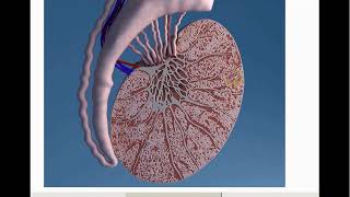 testis and varicocele تشريح الخصية وما هى دوالى الخصية